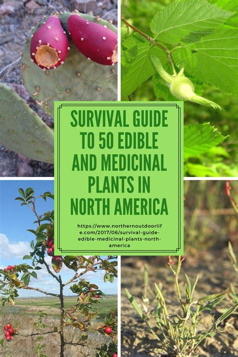 Survival Guide To 50 Edible And Medicinal Plants In North