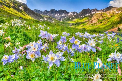 Rocky Mountain Native Flowers Rocky Mountain Wildflower Safari 2017