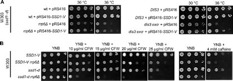 A Plasmid Borne Expression Of The Ssd1 V Allele Partially Suppresses