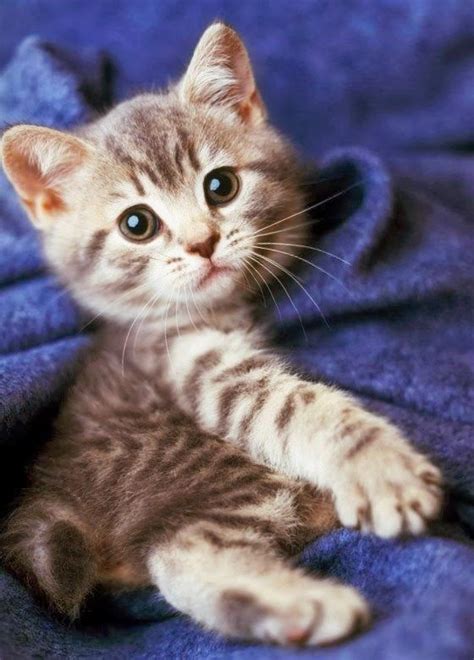 Todays Cutest Kitten 17th September 2014