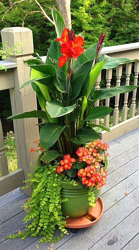 Canna Lily Crown Of Thorns Creeping Jenny Plants Garden Containers