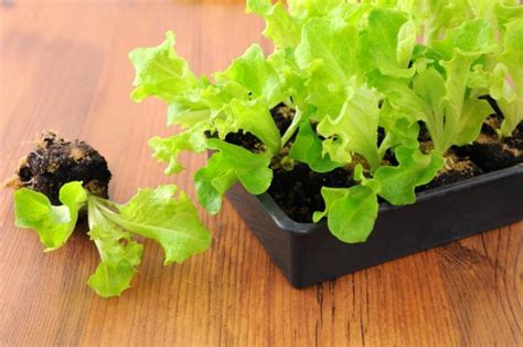 How To Grow And Harvest Iceberg Lettuce Gardender