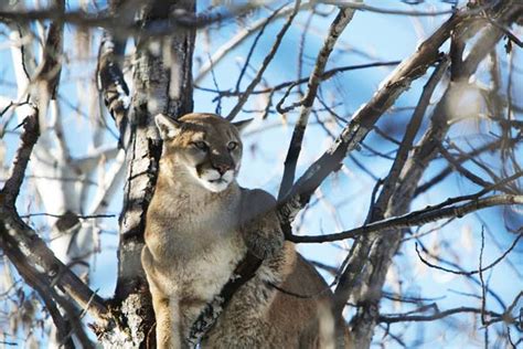 Cougar Killed After Close Encounter At Rendezvous Home Methow Valley News