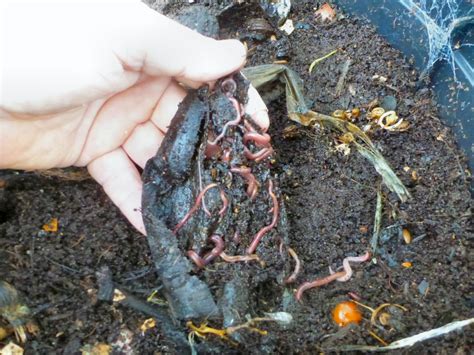 What Are The Best Types Of Earth Worms For My Worm Farm Gardening