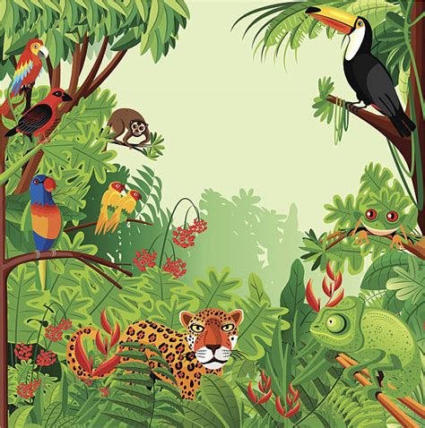Tropical Rainforest Illustrations Royalty Free Vector Graphics And Clip