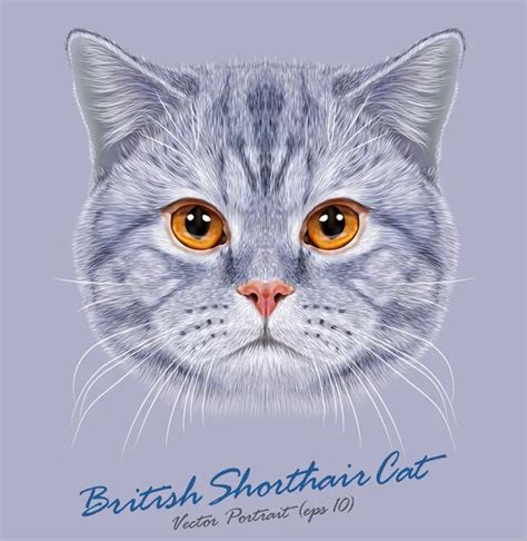 British Shorthair Stock Vectors Royalty Free British Shorthair Illustrations Depositphotos®