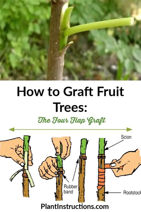 How To Graft Fruit Trees The Four Flap Graft Plant Instructions