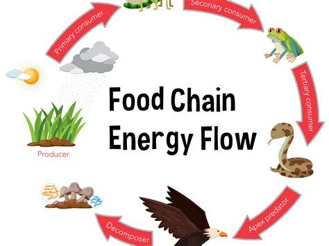 Feeding Relationships In Ecosystems Trophic Levels Food Webs And Chains
