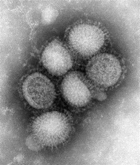 Imagem Gratuita Micrografia Eletrônica Morfologia Ultraestrutural