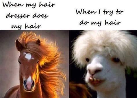 Funny Pictures Of The Day 35 Pics Hair Quotes Funny Hair Humor Hair Quotes