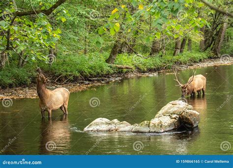 Male And Female Elk During Rut Stock Image Image Of Female Fall