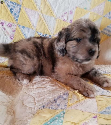 This stated fact comes from families everywhere across. Echo-Miniature - Saint Berdoodle Puppy For Sale in Ohio