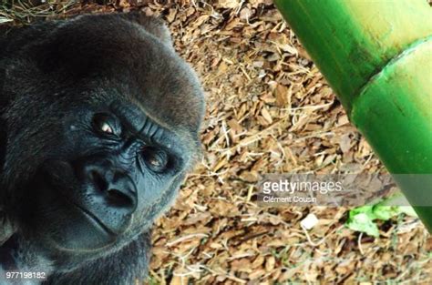 Lincoln Park Zoo Gorilla Photos And Premium High Res Pictures Getty