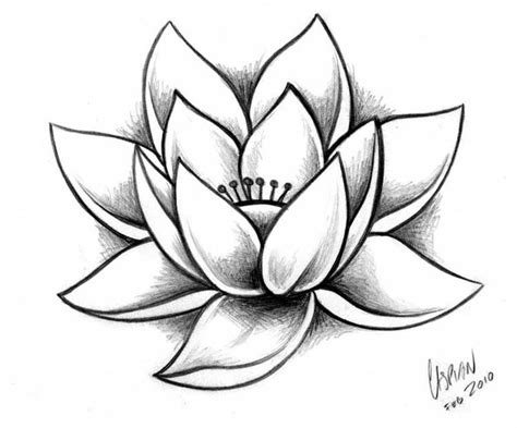 Lotus Drawing Flower Art Drawing Flower Sketches Floral Drawing