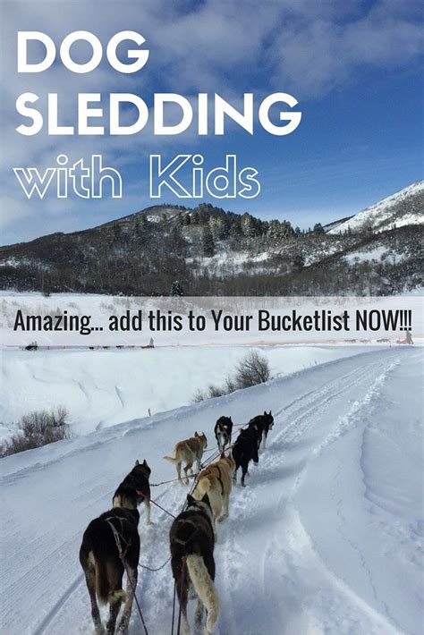 Reasons Why You Should Go Dog Sledding Global Munchkins Toddler