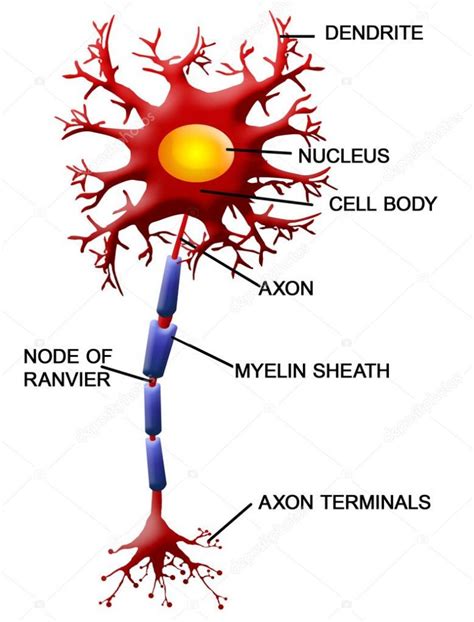 Dibujo De La Neurona Y Sus Partes Y Funciones