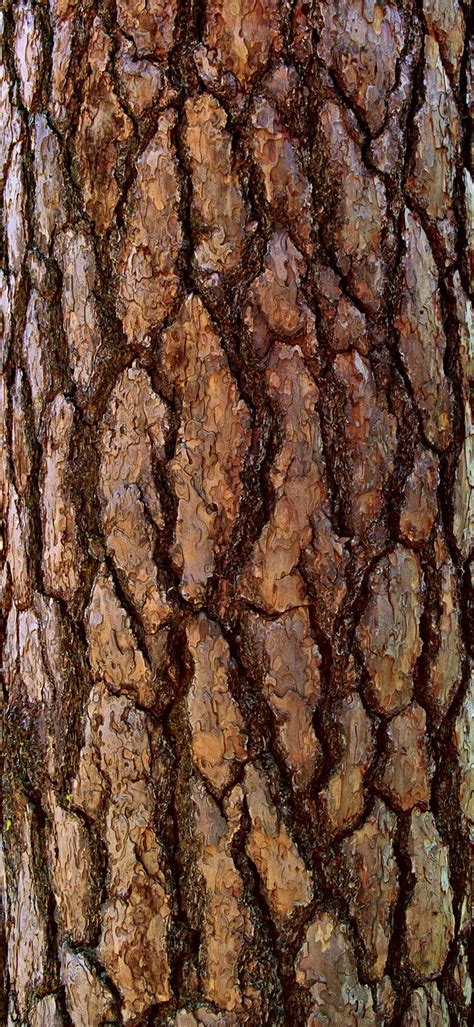 Tree Bark Tree Bark Texture Tree Textures Patterns In Nature