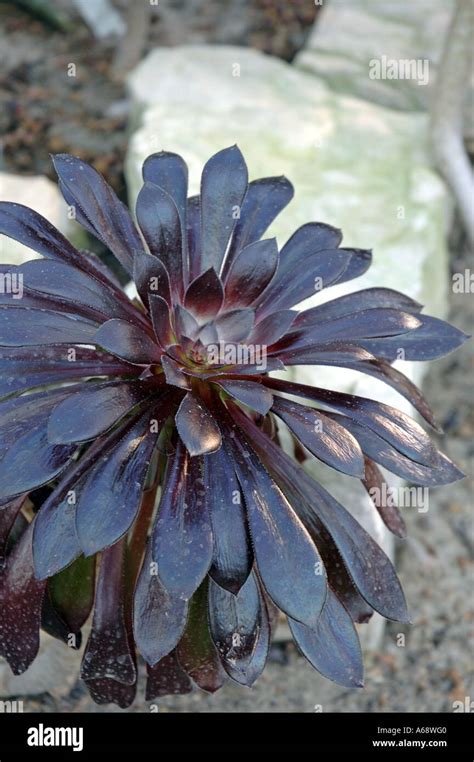 Aeonium Arboreum Atropurpureum Purple Rose Tree Stock Photo Alamy