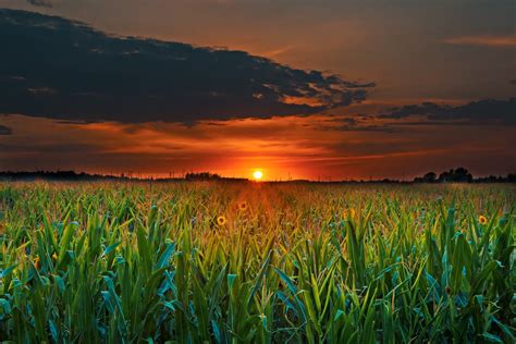 Crop Field And Sunset · Free Stock Photo
