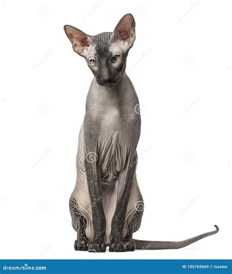 Peterbald Naked Cat Sitting Isolated Stock Image Image Of Naked Peterbald