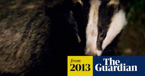 Badger Cull Government Could Be Forced To Take Direct Control Of Pilot