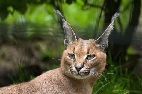 Animal Cat Karakal Desert Lynx Animal World One Animal Mammal