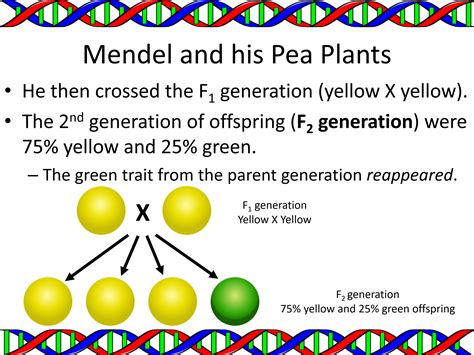 Genetics And Heredity Slide Show Teaching Resources