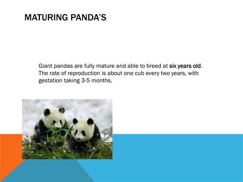 Ppt Panda Bears Life Cycle Powerpoint Presentation Free Download