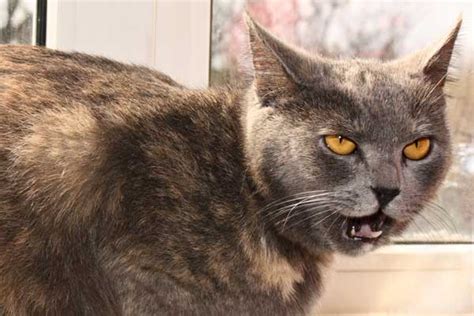 ¿Por qué mi gato abre la boca cuando huele algo? - CABROWORLD