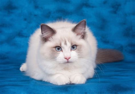 Smartest Cat Breed Ragdoll Cats Ghy