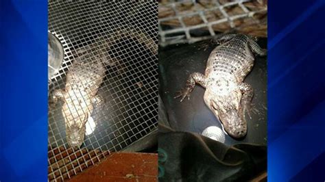 Six Foot Alligator Removed From Lansing Home After 26 Years Abc7 Chicago