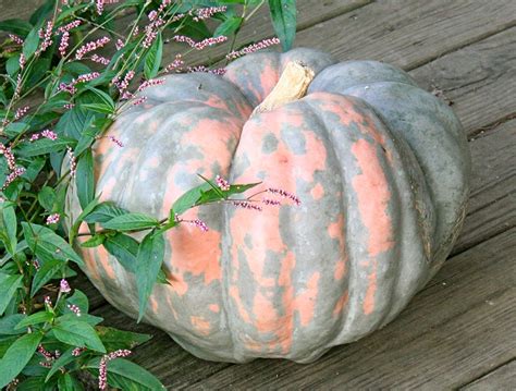 Picking The Perfect Pumpkins A Guide To Heirloom Pumpkin Varieties