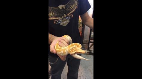 T Albino Blood Python Creature Feature Youtube