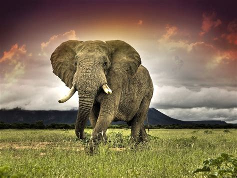 Download African Bush Elephant Savannah Africa Animal 4k Ultra Hd Wallpaper