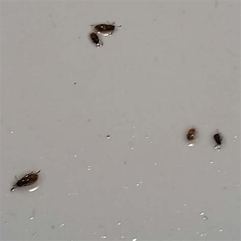 Maycintadamayantixibb Little Brown Beetle In Bathroom