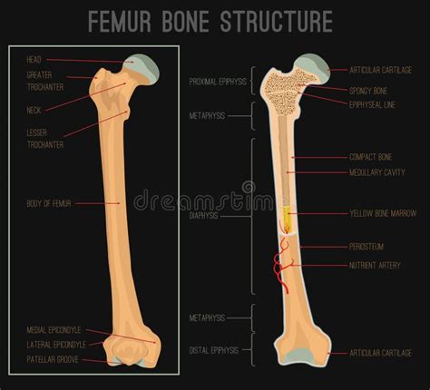 Femur Bone Structure Stock Vector Illustration Of Human 110334241