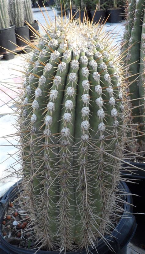 Trichocereus Terscheckii Alba The Cactus King