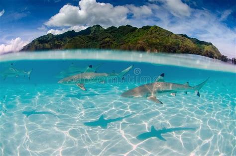 Black Tip Reef Sharks In Moorea Tahiti French Polynesia Split Shot