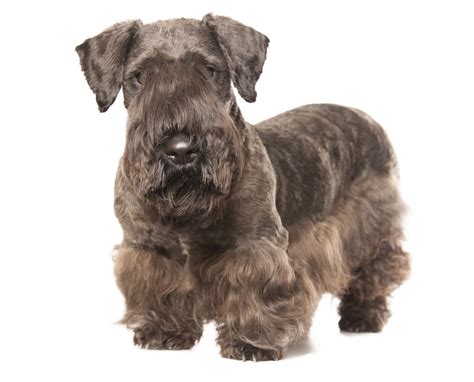 Cesky Terrier Dog Breed Hypoallergenic Health And Life Span Petmd