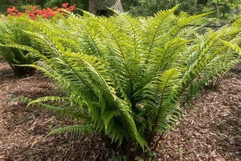 Dryopteris Cycadina Shaggy Wood Fern Partial Sun Shade Spring