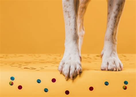 Patas De Perro Pisando Confeti Foto Gratis