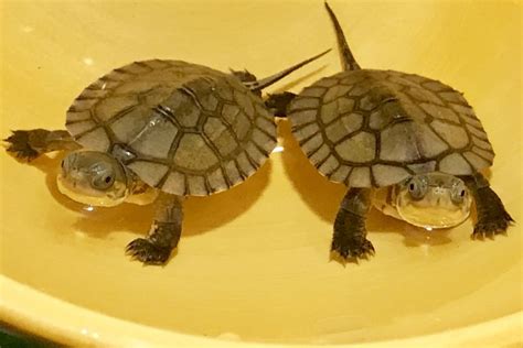 Asian Yellow Pond Turtles For Sale The Turtle Source