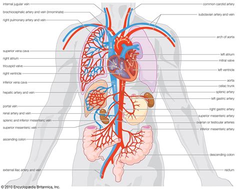 Anatomical Structure Of Human Body Circulatory System Arteries Veins