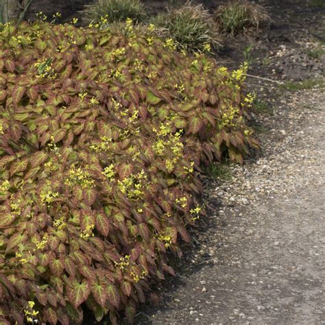 Epimedium X Perralchicum Frohnleiten Elfenblume