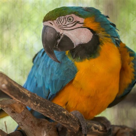 Say Hello To Rainbow The Blue And Gold Macaw Reid Park Zoo