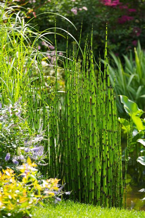 Horsetail Reed Equisetum Hyemale Ruibals