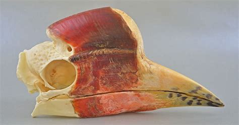 Osteology Museum Bird Skulls Iii Quiz By Kfastic