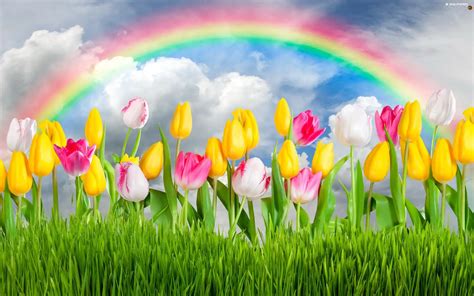 Rainbow Flowers Tulips For Desktop Wallpapers 2560x1600