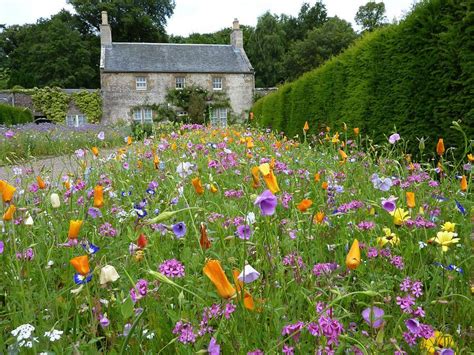 Wildflower Garden For Your Backyard Wild Flower Meadow Meadow