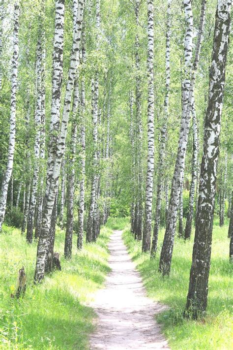 Beautiful Birch Trees With White Birch Bark In Birch Grove Stock Photo